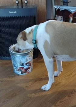 Custom dog diet plan by Vital Vittles