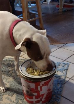 Custom dog diet plan by Vital Vittles